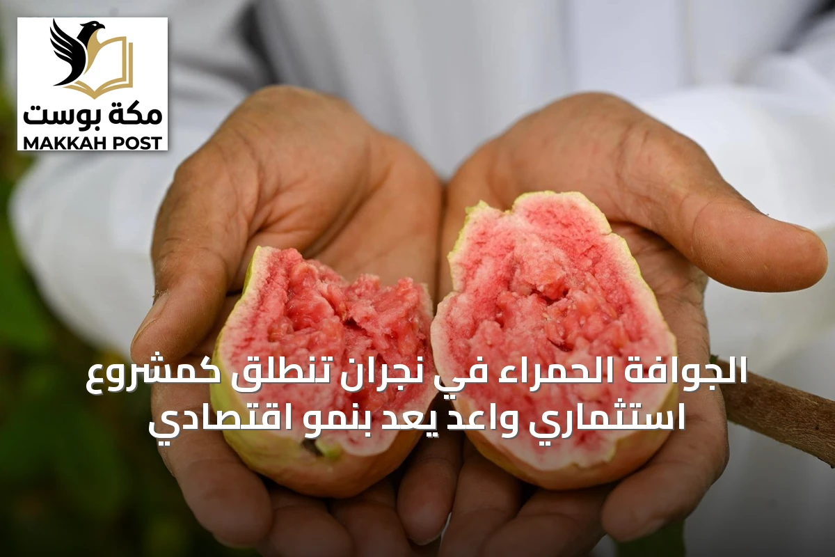 الجوافة الحمراء في نجران تنطلق كمشروع استثماري واعد يَعِدُ بنمو اقتصادي