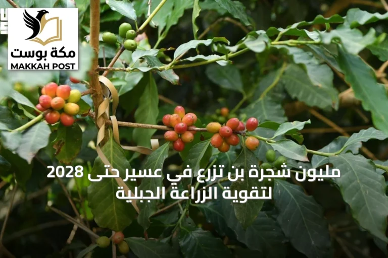 مليون شجرة بن تُزرع في عسير حتى 2028 لتقوية الزراعة الجبلية