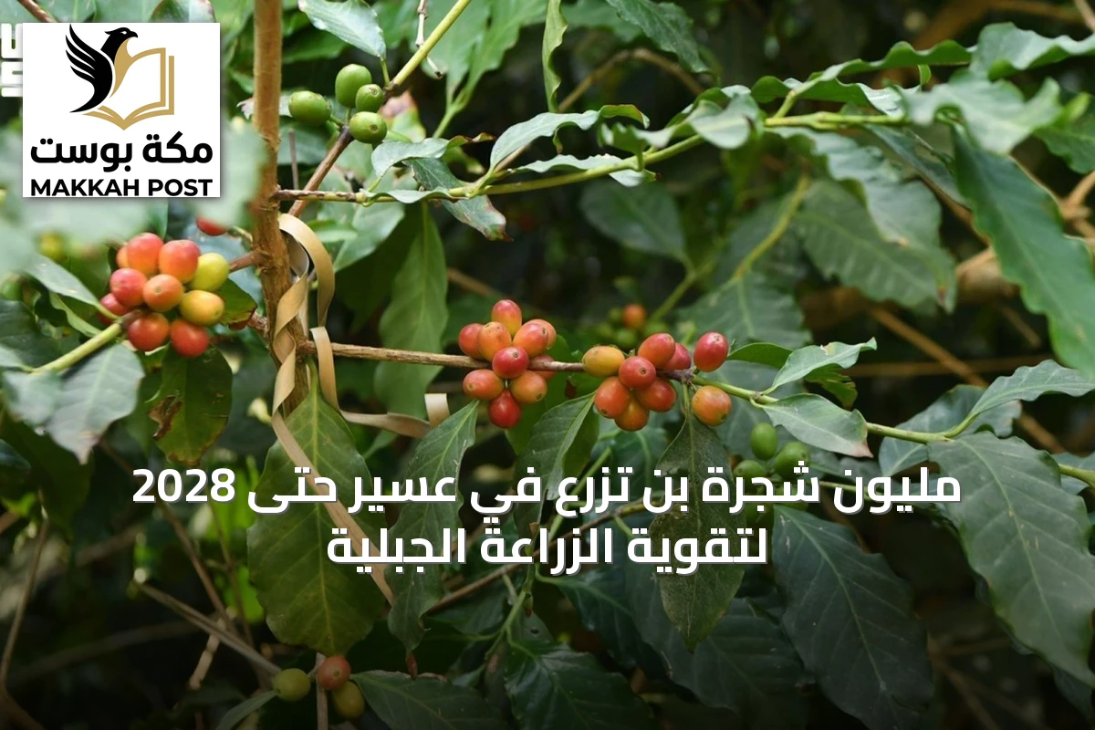 مليون شجرة بن تُزرع في عسير حتى 2028 لتقوية الزراعة الجبلية