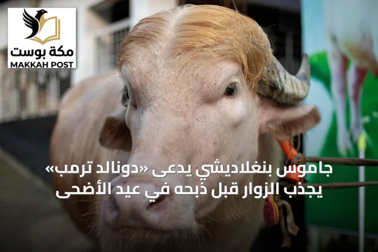 جاموس بنغلاديشي يُدعى «دونالد ترمب» يجذب الزوار قبل ذبحه في عيد الأضحى