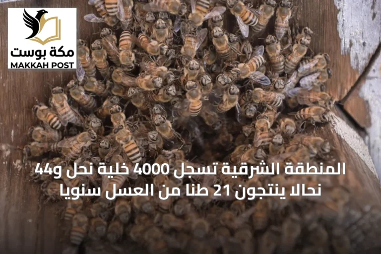 المنطقة الشرقية تسجل 4000 خلية نحل و44 نحالاً ينتجون 21 طناً من العسل سنوياً