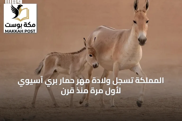 المملكة تسجل ولادة مهر حمار بري آسيوي لأول مرة منذ قرن