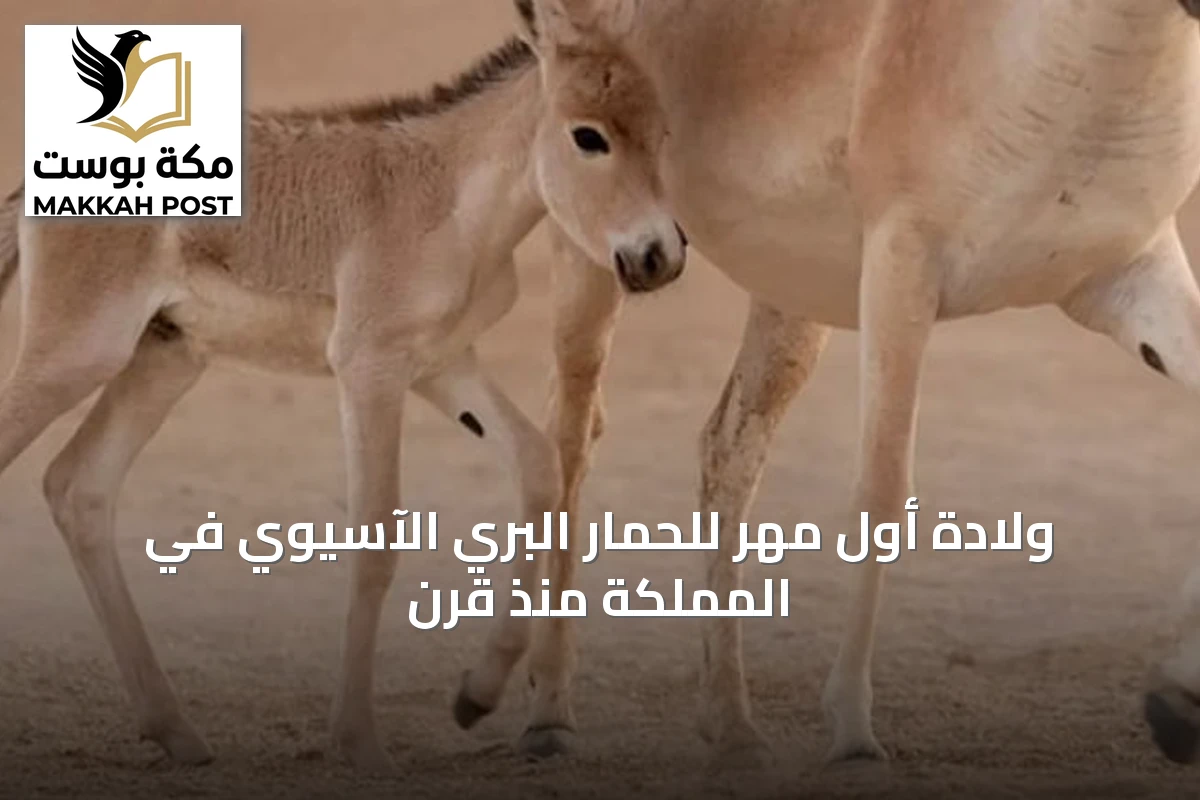 ولادة أول مهر للحمار البري الآسيوي في المملكة منذ قرن