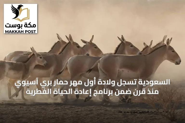 السعودية تسجل ولادة أول مهر حمار بري آسيوي منذ قرن ضمن برنامج إعادة الحياة الفطرية