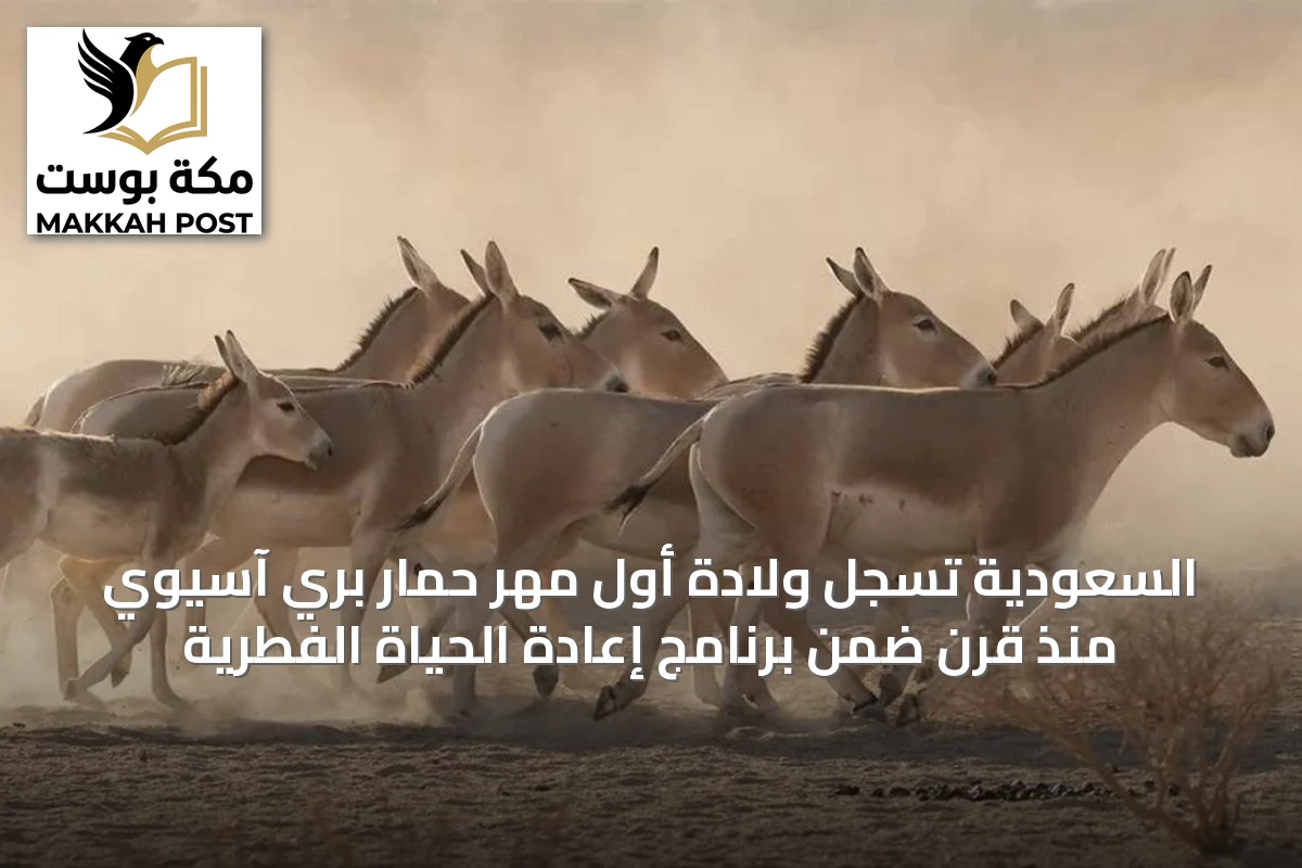 السعودية تسجل ولادة أول مهر حمار بري آسيوي منذ قرن ضمن برنامج إعادة الحياة الفطرية