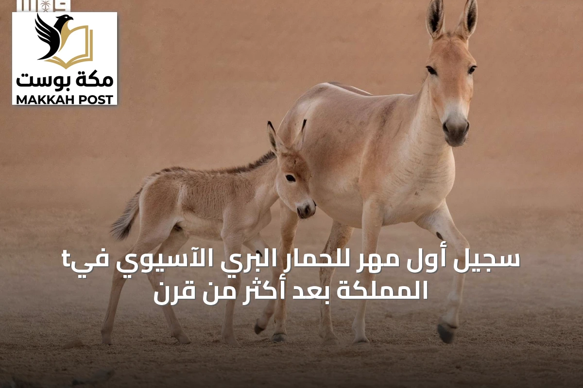 tسجيل أول مهر للحمار البري الآسيوي في المملكة بعد أكثر من قرن