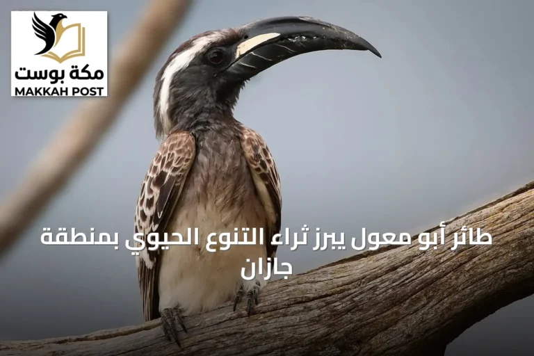 طائر أبو معول يبرز ثراء التنوع الحيوي بمنطقة جازان