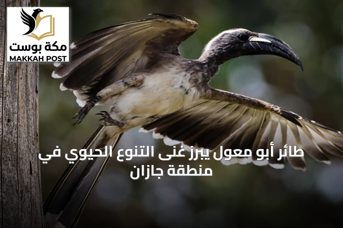 طائر أبو معول يبرز غنى التنوع الحيوي في منطقة جازان