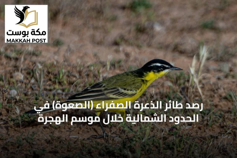 رصد طائر الذعرة الصفراء (الصعوة) في الحدود الشمالية خلال موسم الهجرة