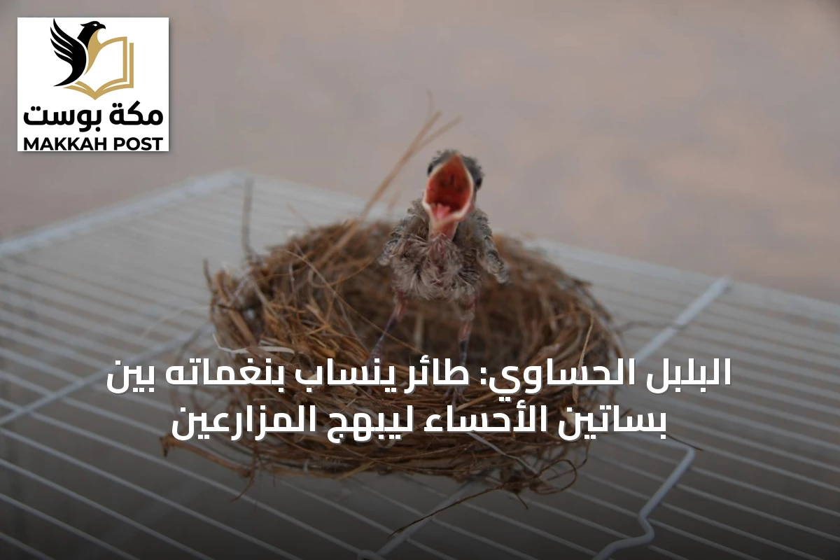 البلبل الحساوي: طائر ينساب بنغماته بين بساتين الأحساء ليبهج المزارعين