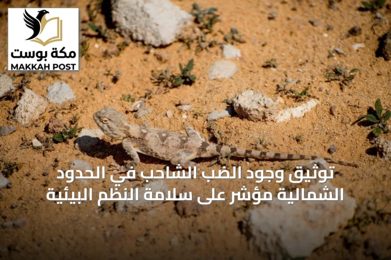 توثيق وجود الضب الشاحب في الحدود الشمالية مؤشر على سلامة النظم البيئية
