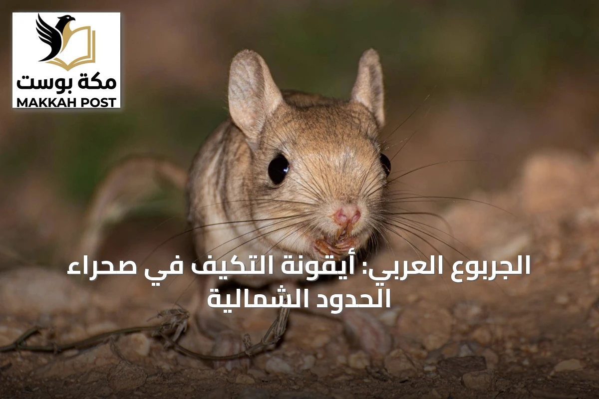الجربوع العربي: أيقونة التكيف في صحراء الحدود الشمالية