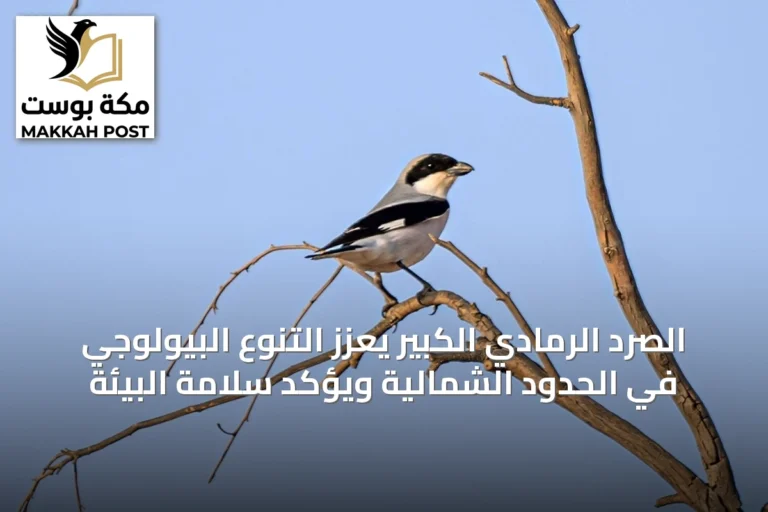 الصرد الرمادي الكبير يعزز التنوع البيولوجي في الحدود الشمالية ويؤكد سلامة البيئة