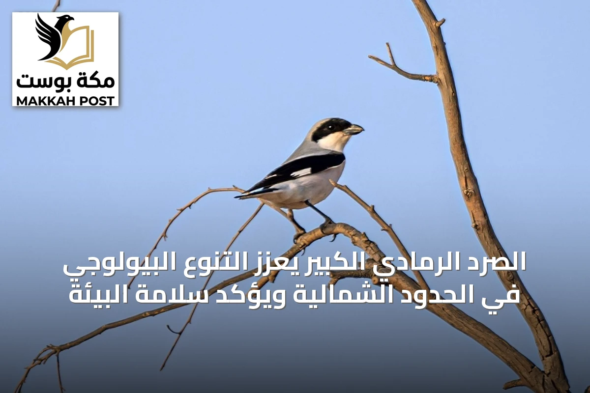 الصرد الرمادي الكبير يعزز التنوع البيولوجي في الحدود الشمالية ويؤكد سلامة البيئة
