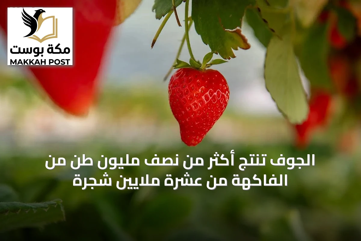 الجوف تُنتج أكثر من نصف مليون طن من الفاكهة من عشرة ملايين شجرة
