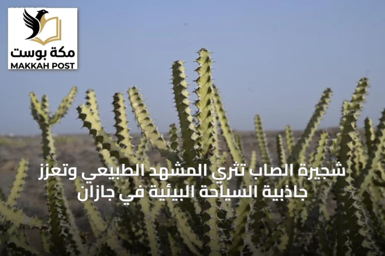 شجيرة الصاب تثري المشهد الطبيعي وتعزز جاذبية السياحة البيئية في جازان