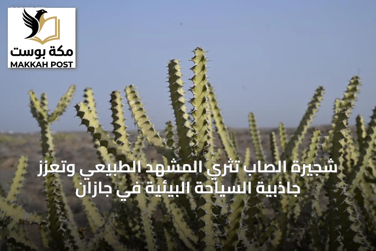 شجيرة الصاب تثري المشهد الطبيعي وتعزز جاذبية السياحة البيئية في جازان