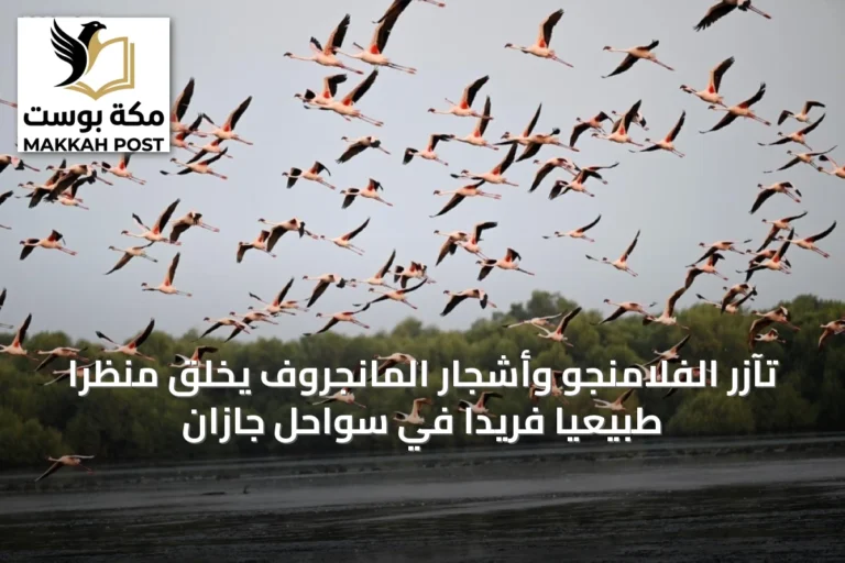 تآزر الفلامنجو وأشجار المانجروف يخلق منظراً طبيعياً فريداً في سواحل جازان