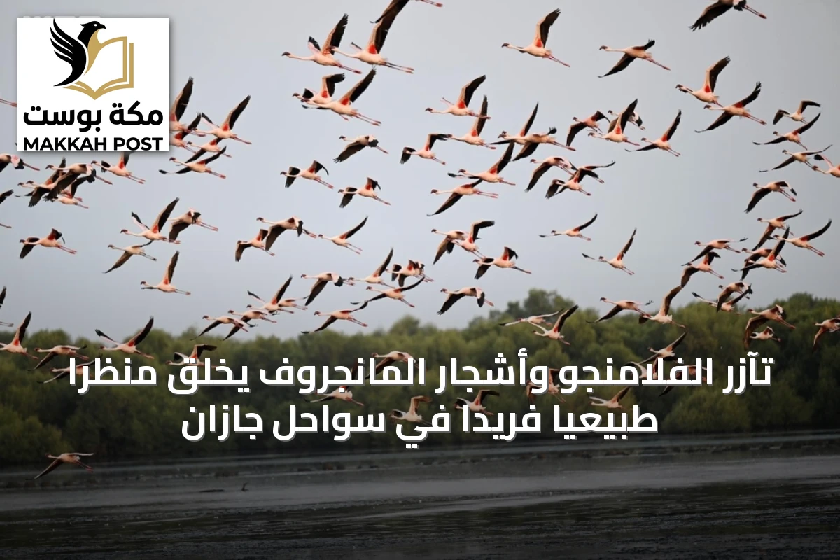تآزر الفلامنجو وأشجار المانجروف يخلق منظراً طبيعياً فريداً في سواحل جازان