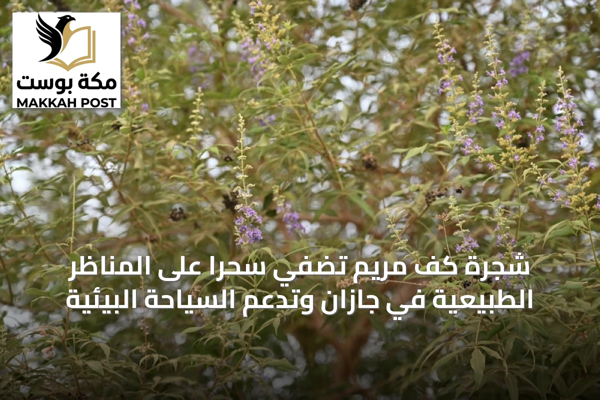 شجرة كف مريم تضفي سحرًا على المناظر الطبيعية في جازان وتدعم السياحة البيئية