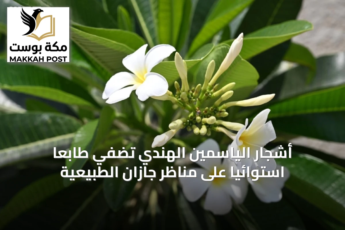 أشجار الياسمين الهندي تُضفي طابعًا استوائيًا على مناظر جازان الطبيعية