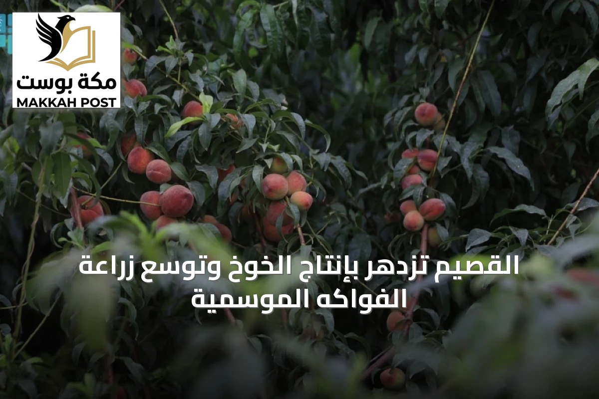 القصيم تزدهر بإنتاج الخوخ وتوسّع زراعة الفواكه الموسمية