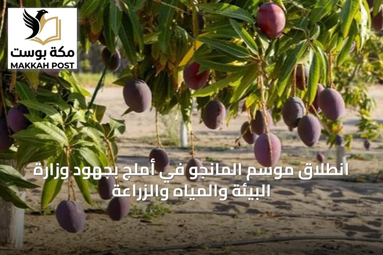 انطلاق موسم المانجو في أملج بجهود وزارة البيئة والمياه والزراعة