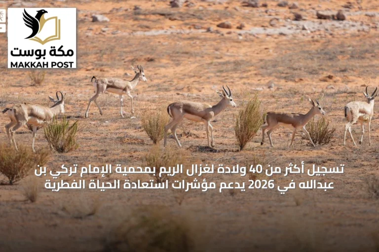 تسجيل أكثر من 40 ولادة لغزال الريم بمحمية الإمام تركي بن عبدالله في 2026 يدعم مؤشرات استعادة الحياة الفطرية