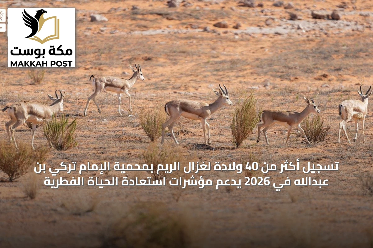 تسجيل أكثر من 40 ولادة لغزال الريم بمحمية الإمام تركي بن عبدالله في 2026 يدعم مؤشرات استعادة الحياة الفطرية