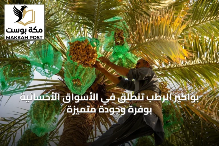 بواكير الرطب تنطلق في الأسواق الأحسائية بوفرة وجودة متميزة