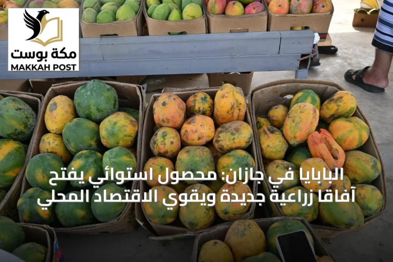 البابايا في جازان: محصول استوائي يفتح آفاقاً زراعية جديدة ويقوي الاقتصاد المحلي