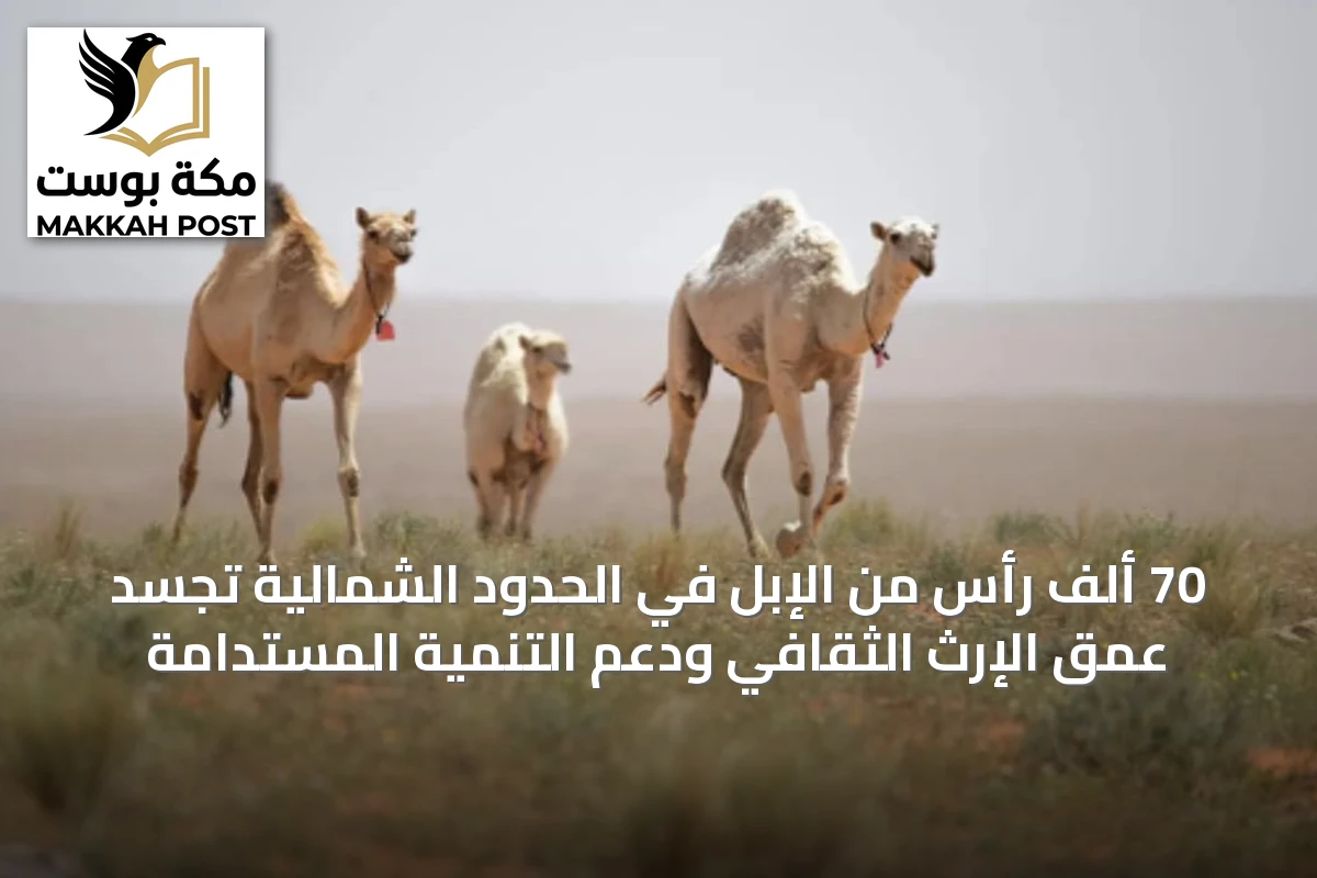 70 ألف رأس من الإبل في الحدود الشمالية تجسد عمق الإرث الثقافي ودعم التنمية المستدامة