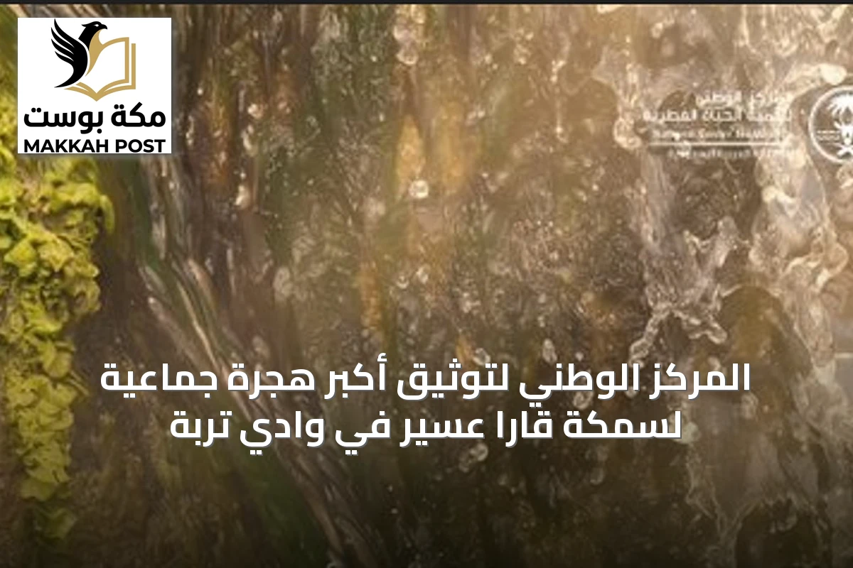 المركز الوطني لتوثيق أكبر هجرة جماعية لسمكة قارا عسير في وادي تربة