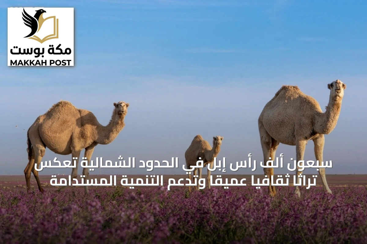 سبعون ألف رأس إبل في الحدود الشمالية تعكس تراثًا ثقافيًا عميقًا وتدعم التنمية المستدامة