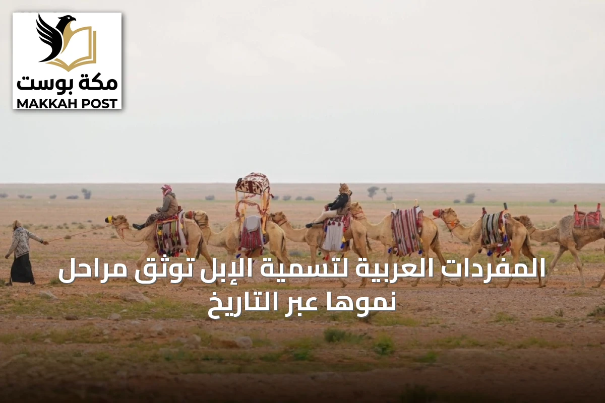 المفردات العربية لتسمية الإبل توثّق مراحل نموها عبر التاريخ