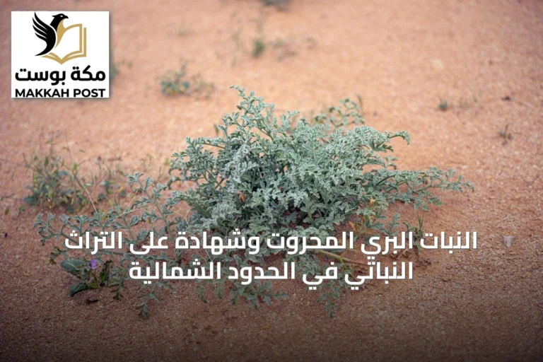 النبات البري المحروت وشهادة على التراث النباتي في الحدود الشمالية