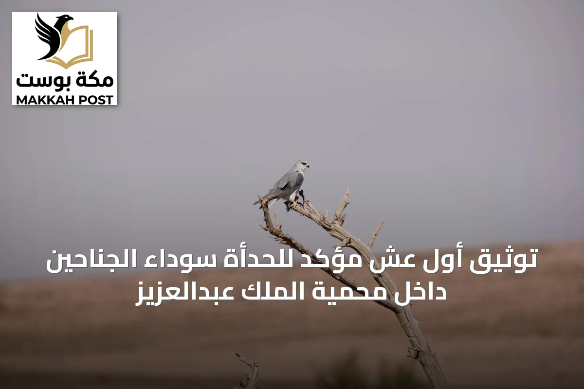 توثيق أول عُش مؤكد للحدأة سوداء الجناحين داخل محمية الملك عبدالعزيز