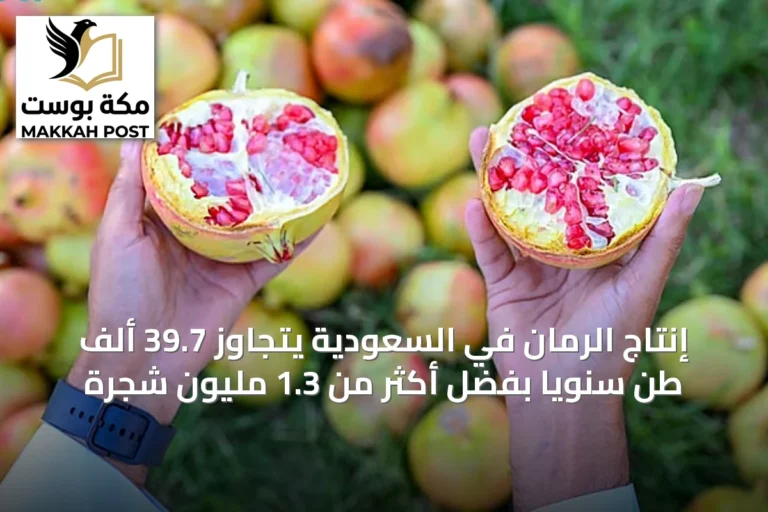 إنتاج الرمان في السعودية يتجاوز 39.7 ألف طن سنوياً بفضل أكثر من 1.3 مليون شجرة