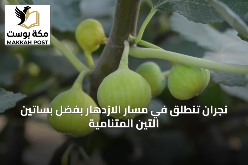 نجران تنطلق في مسار الازدهار بفضل بساتين التين المتنامية