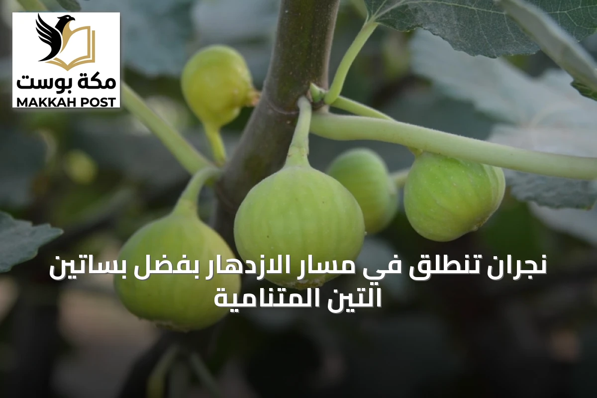 نجران تنطلق في مسار الازدهار بفضل بساتين التين المتنامية