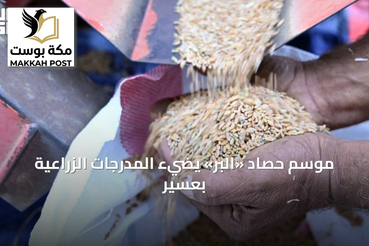 موسم حصاد «البر» يضيء المدرجات الزراعية بعسير