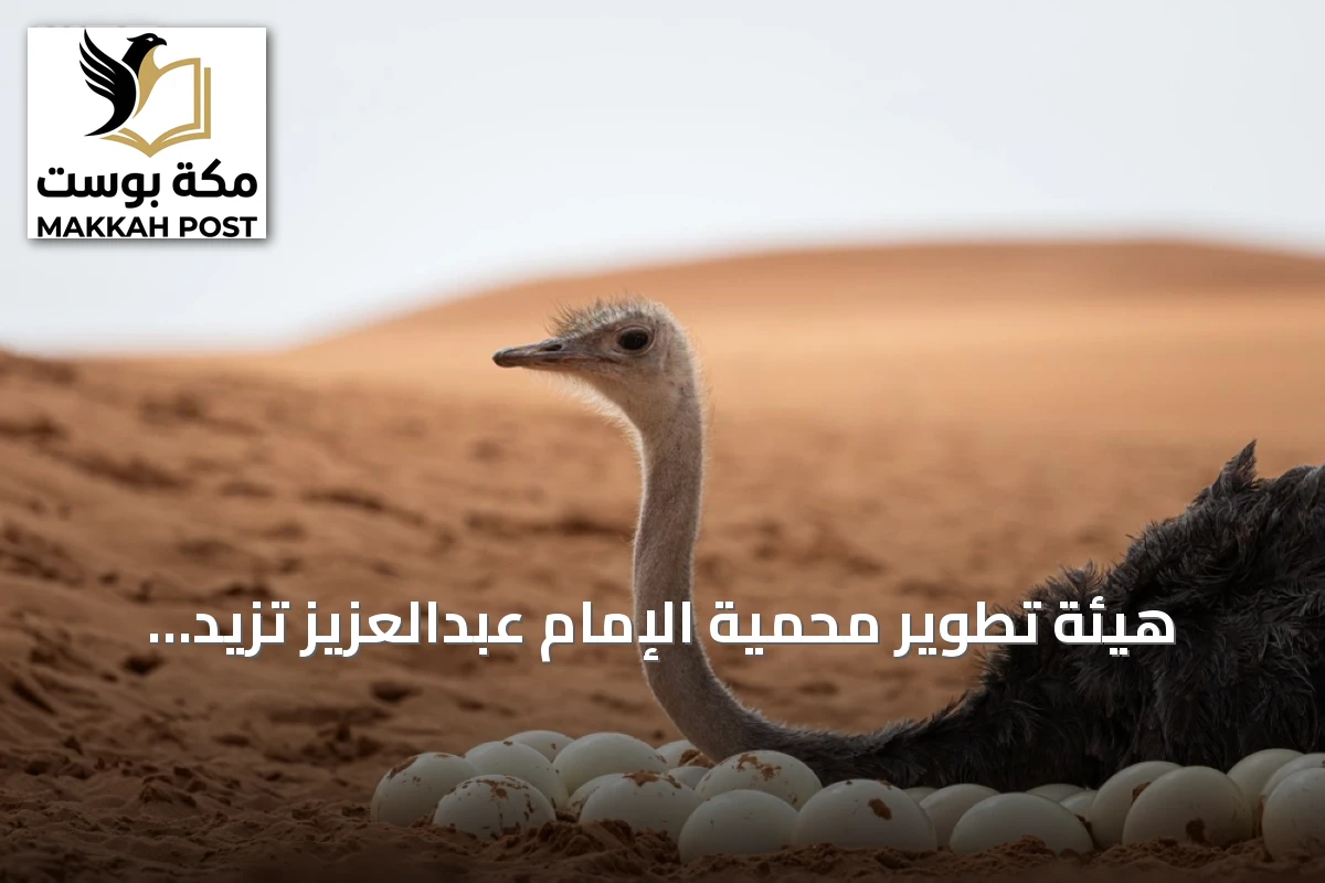 هيئة تطوير محمية الإمام عبدالعزيز تزيد معدلات تكاثر النعام أحمر الرقبة في روضة خريم