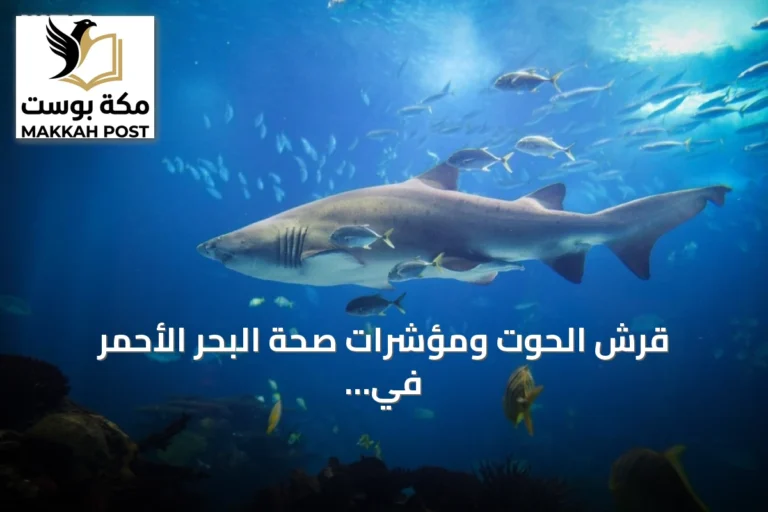 قرش الحوت ومؤشرات صحة البحر الأحمر في موقع شعب حبيل