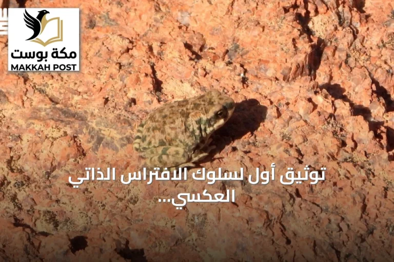 توثيق أول لسلوك الافتراس الذاتي العكسي لدى العلجوم العربي في محمية الملك سلمان