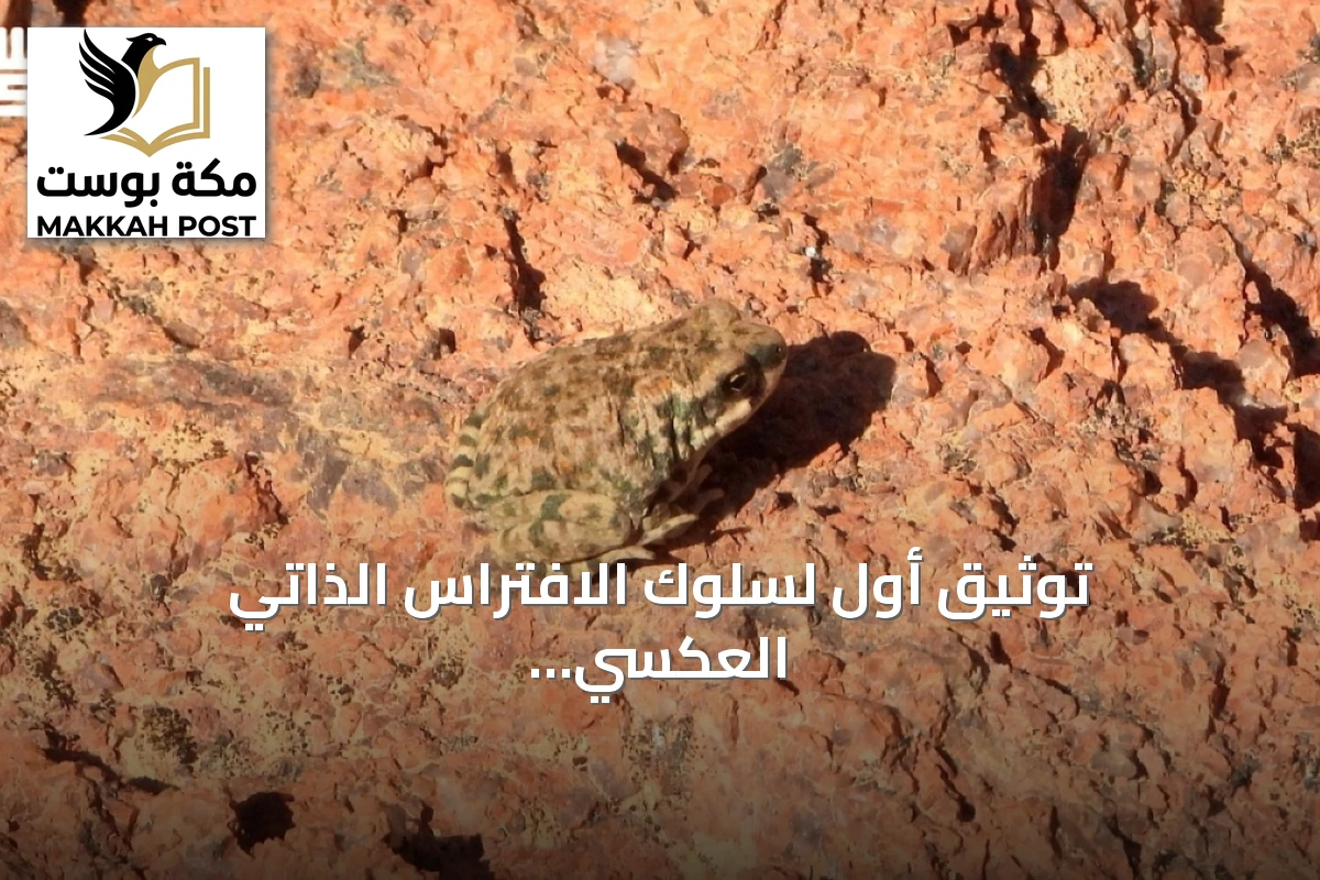 توثيق أول لسلوك الافتراس الذاتي العكسي لدى العلجوم العربي في محمية الملك سلمان