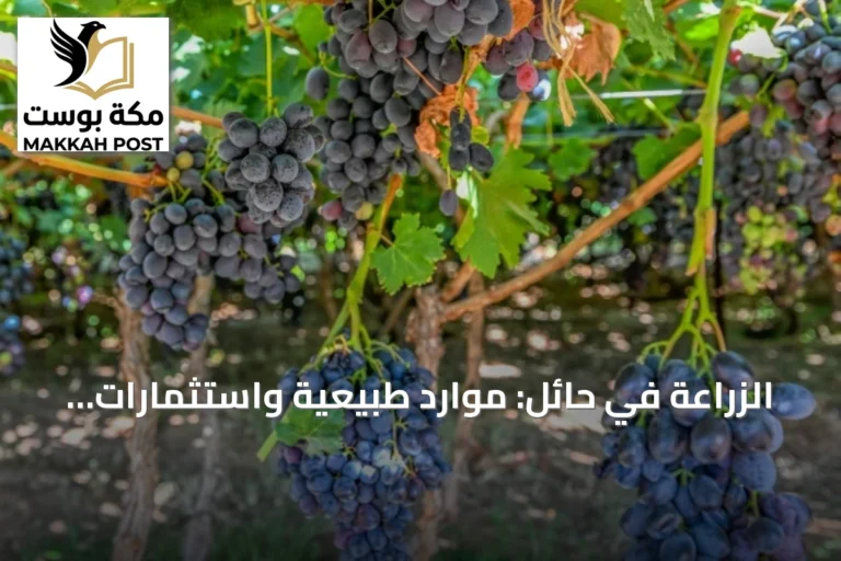 الزراعة في حائل: موارد طبيعية واستثمارات متميزة تدعم الأمن الغذائي