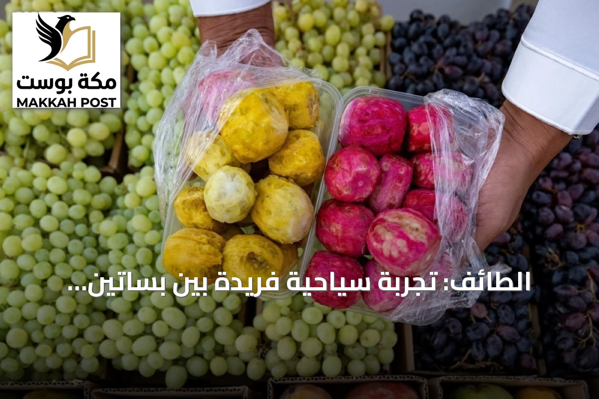 الطائف: تجربة سياحية فريدة بين بساتين الفاكهة والجبال