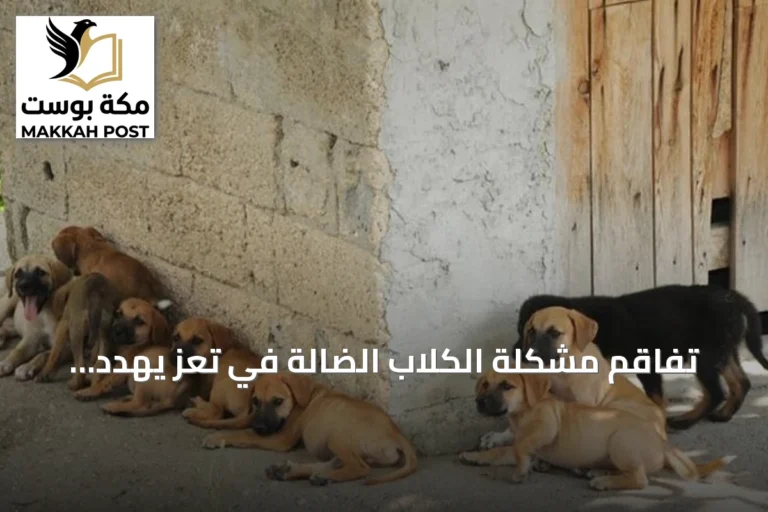 تفاقم مشكلة الكلاب الضالة في تعز يهدد سلامة الأطفال