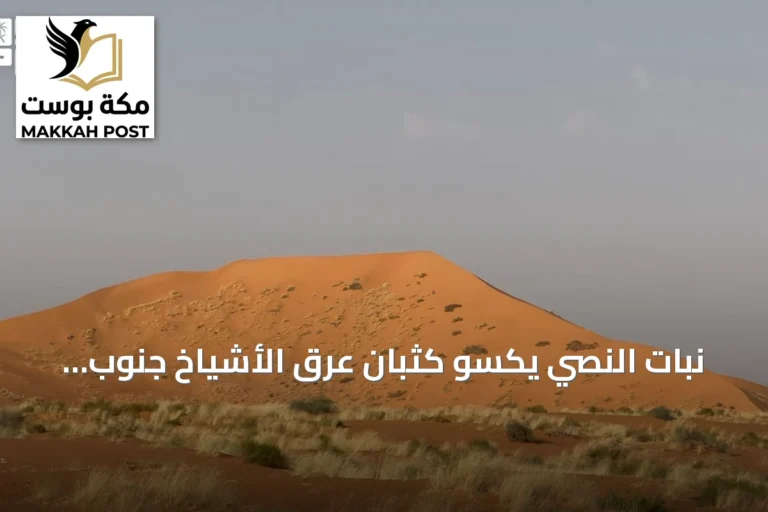 نبات النصي يكسو كثبان عرق الأشياخ جنوب رفحاء ويعزز التنوع البيئي