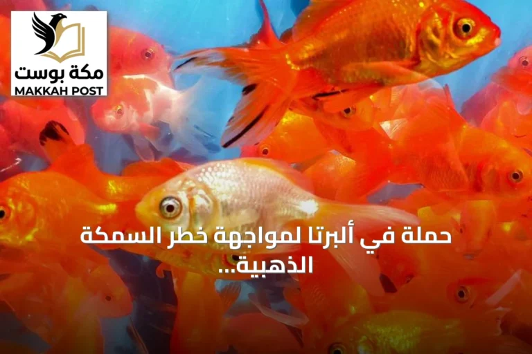 حملة في ألبرتا لمواجهة خطر السمكة الذهبية على البيئات المائية